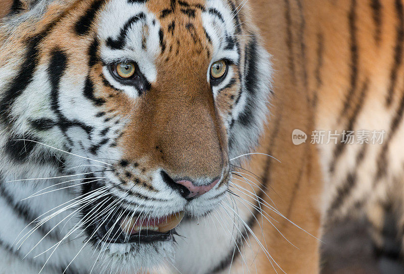 东北虎(Panthera tigris altaica)特写